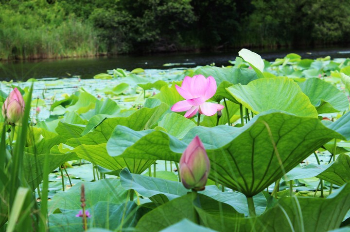 lotus