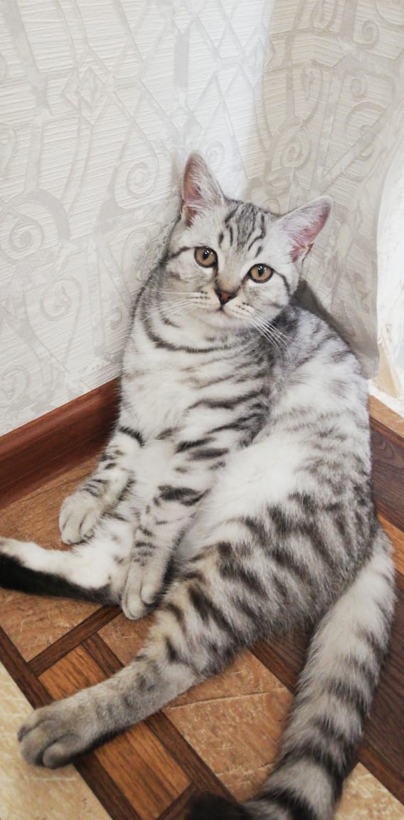 котик