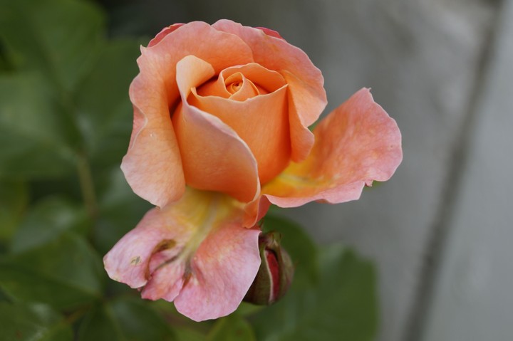 Orange rose