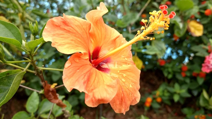 blooming flower