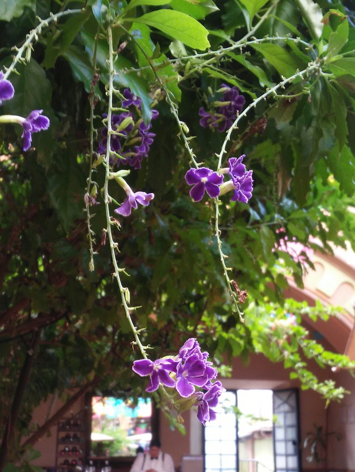 flores lila