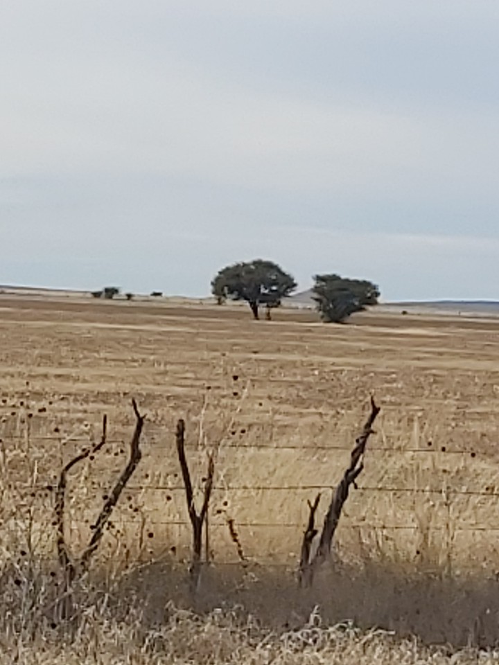 campo Zacatecas México