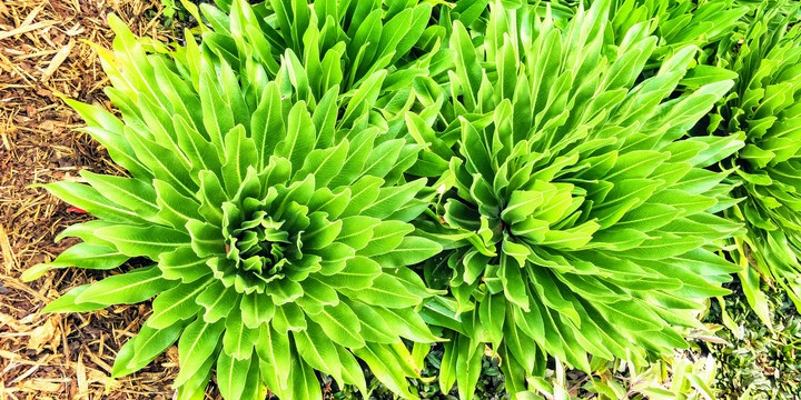 wild grass