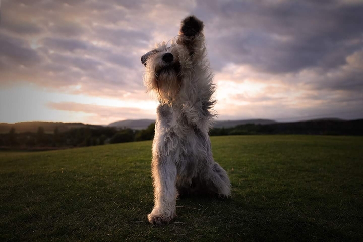 High five