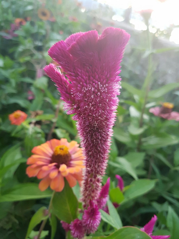flower