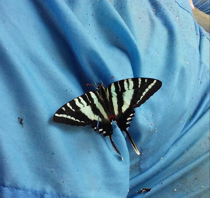 butterfly