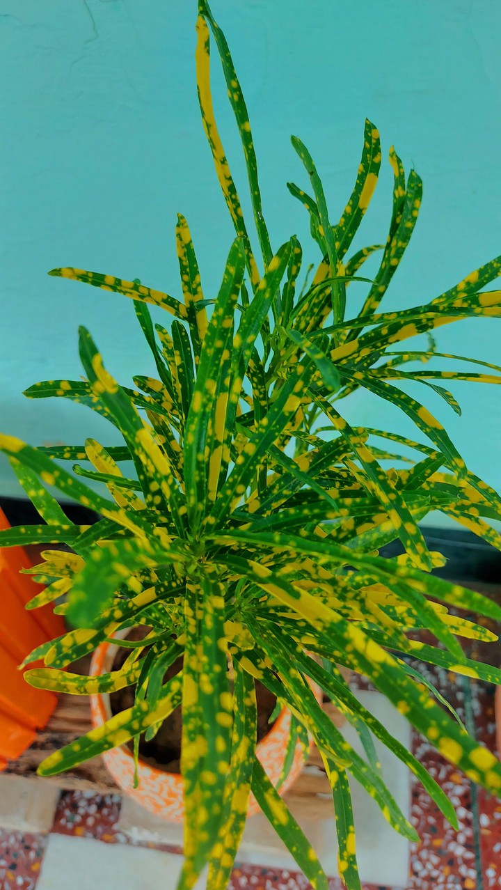 plant lady is the new cat lady.