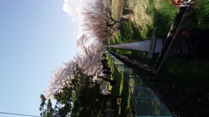 桜並木