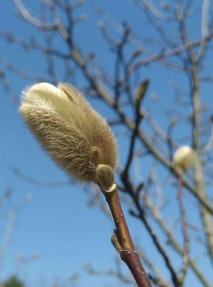 spring