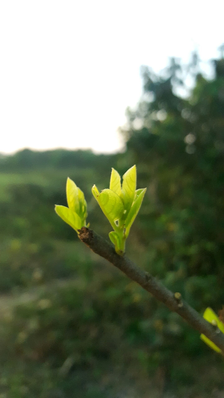 ĐÔNG CHÒI, KỲ ANH, HÀ TĨNH