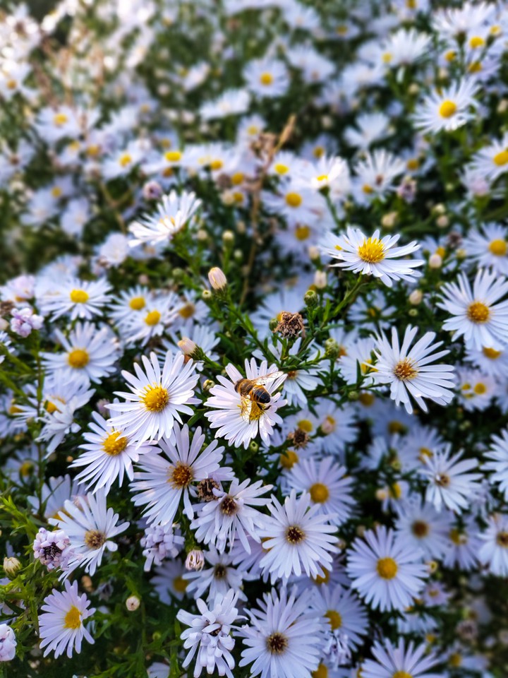 chamomile