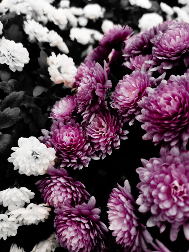 purple