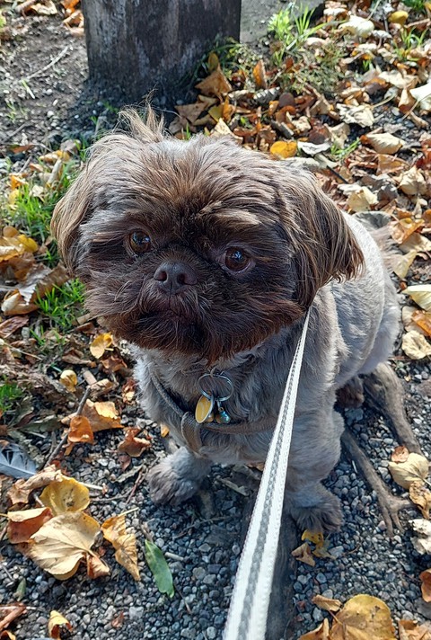 more treats.....