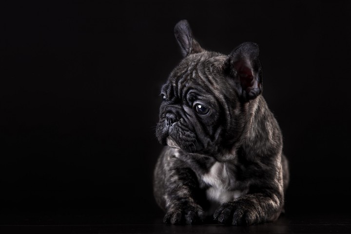 Puppy