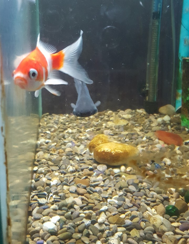 fish ..