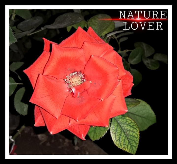 nature lover