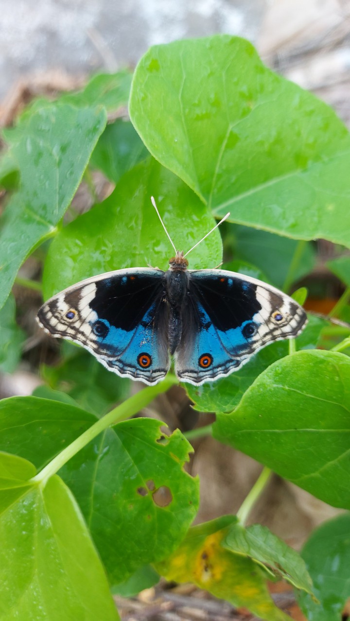 butterfly