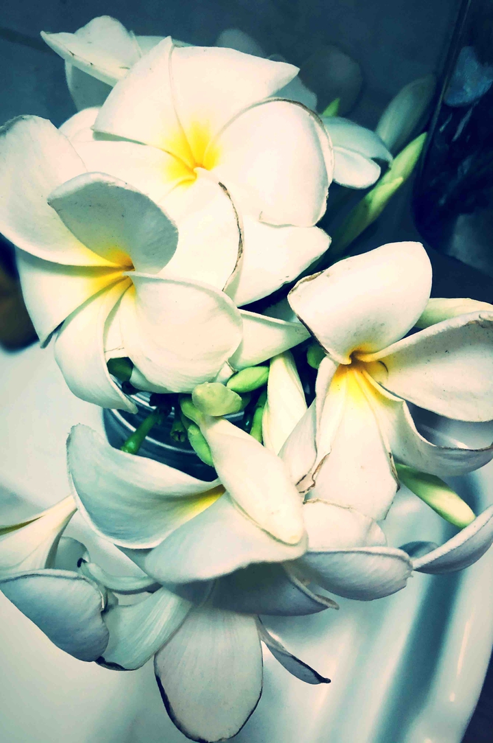 Indian jasmine