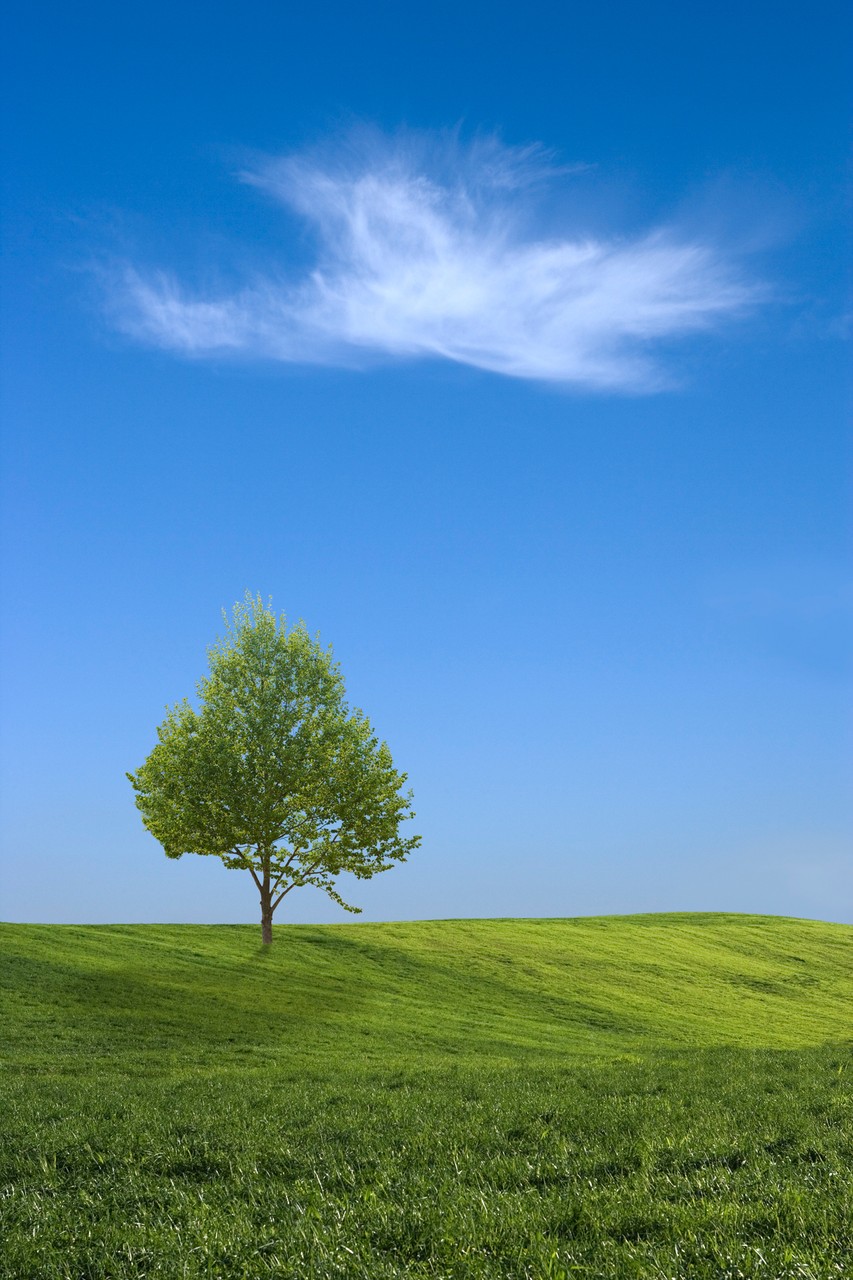 Tree and Pure Sky