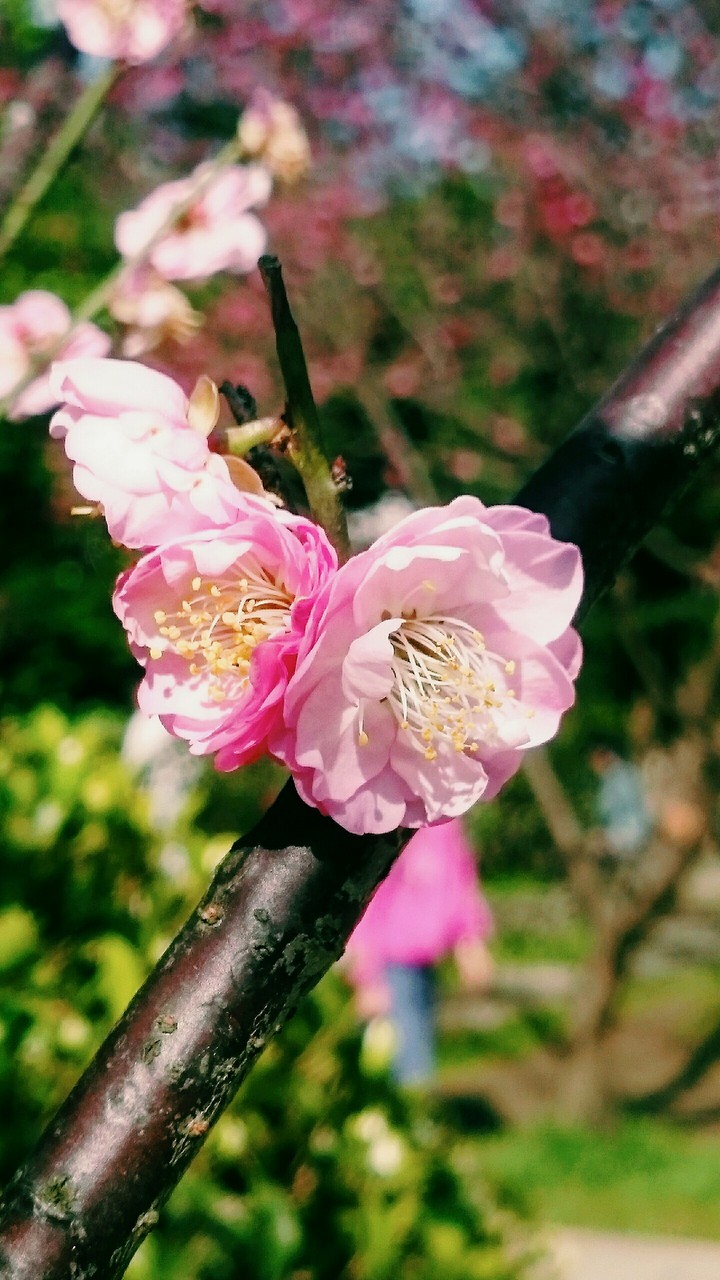 櫻花
