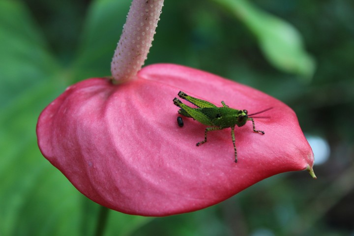 flower