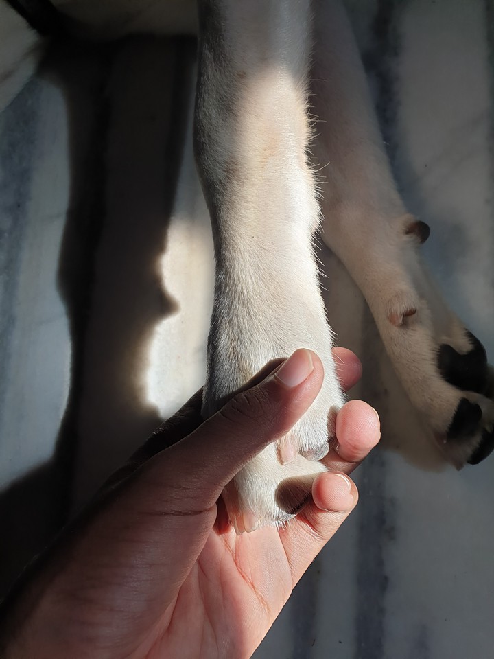NO matter how are you feeling,  a dog gonna love you.