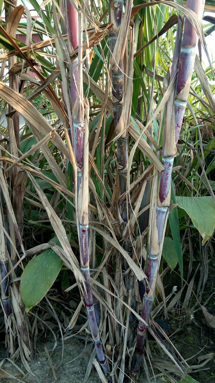Sugar Cane