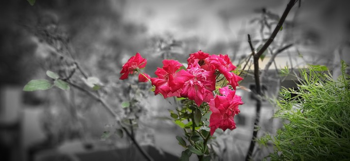 flower