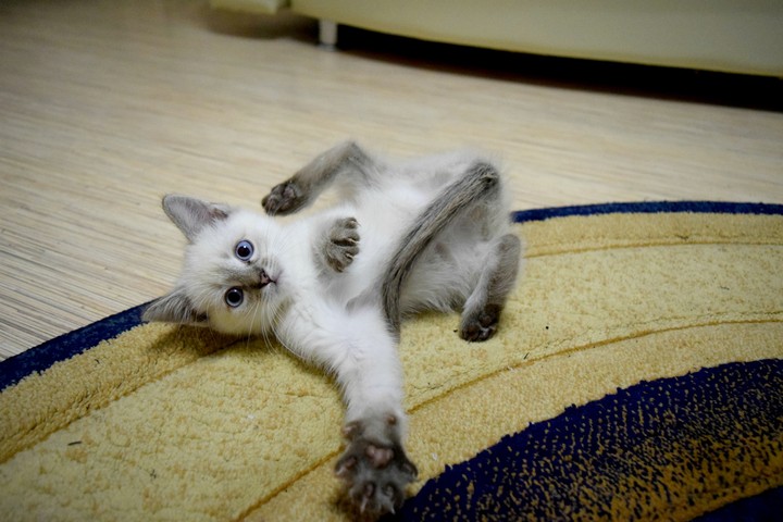 my little cat)