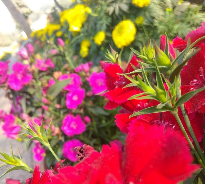 flower