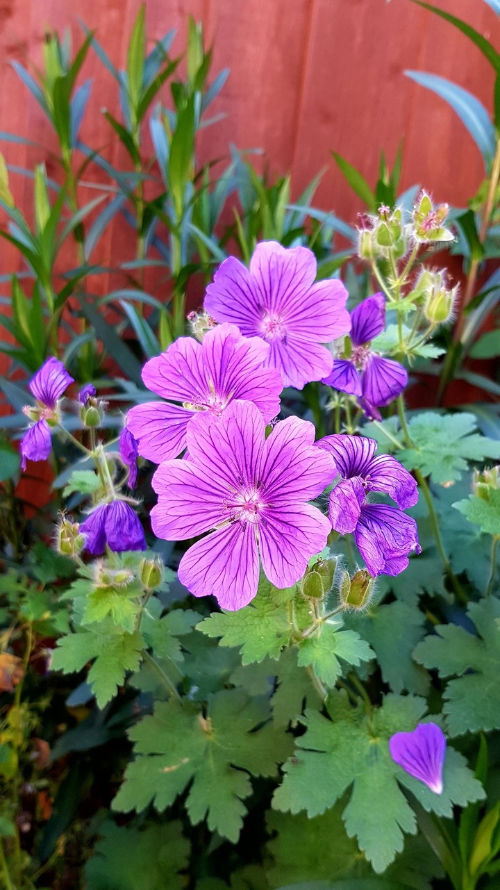 flowers