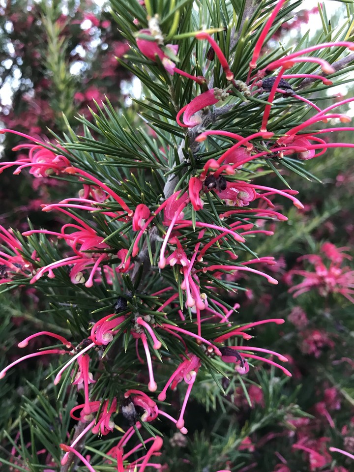green and pink