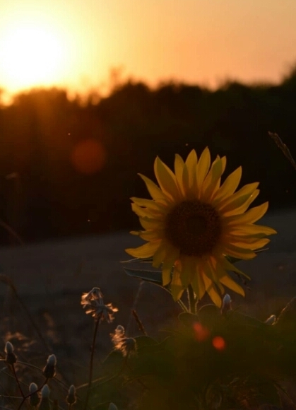 Sunset and Sunflower