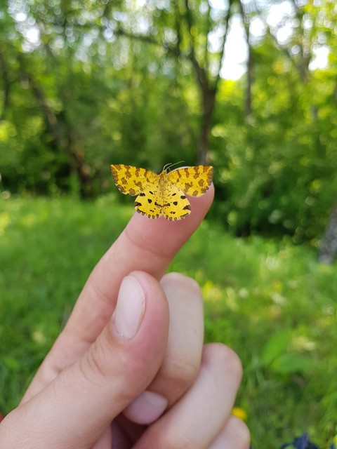 Flew on my finger
