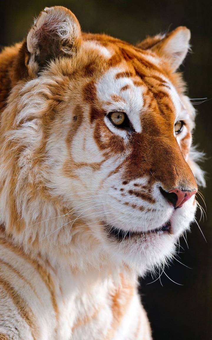 tiger