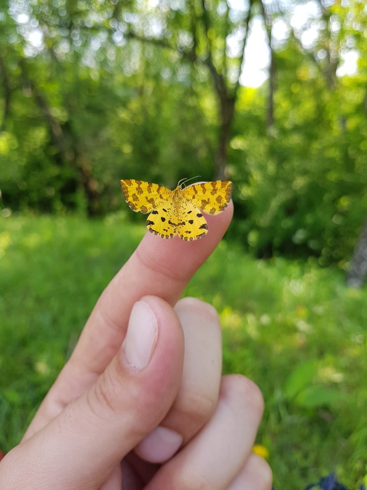 Flew on my finger