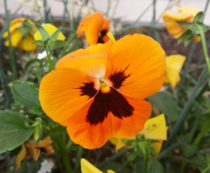 fleurs papillons