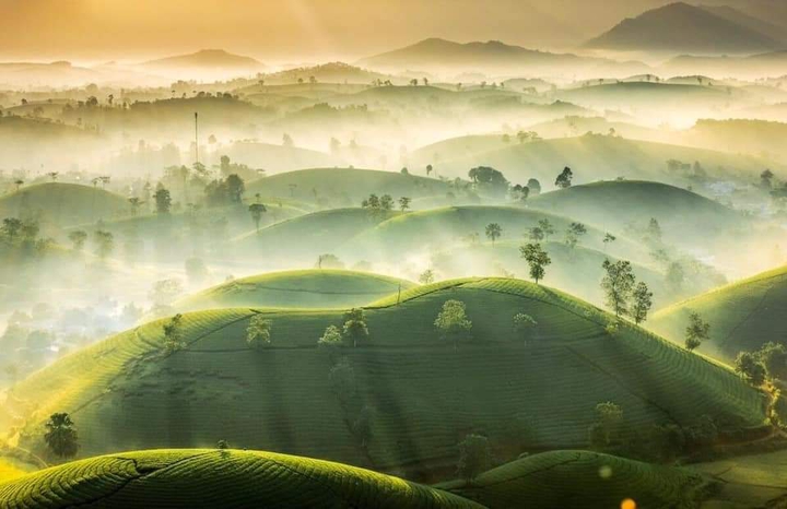 Tea hill