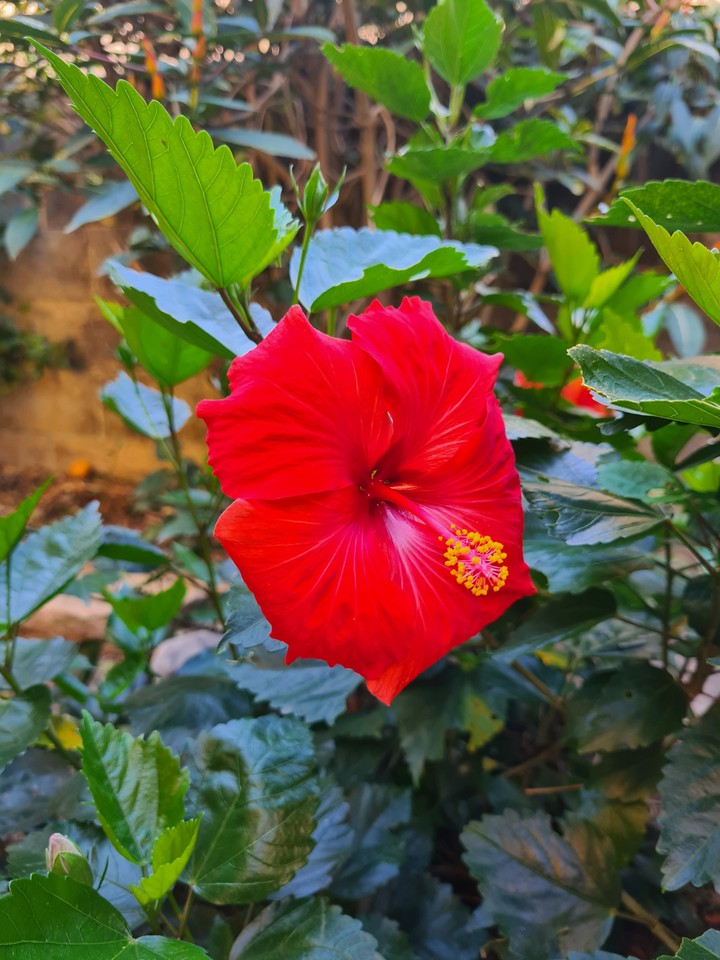 hibiscus