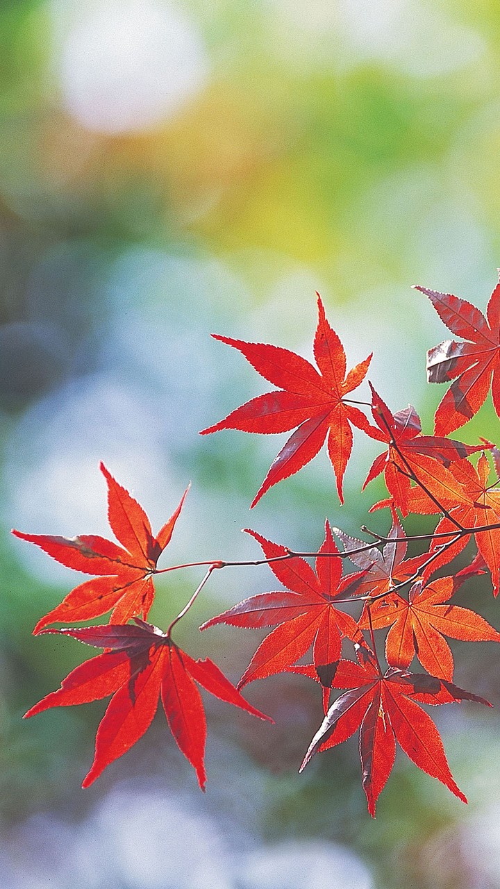 fall