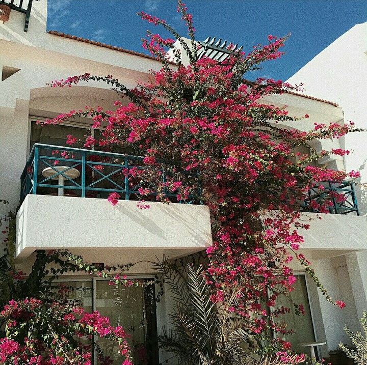 pink