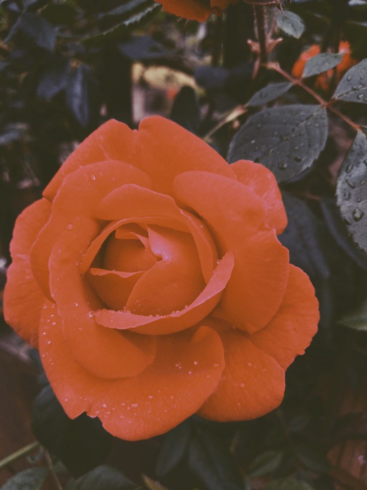 rose.