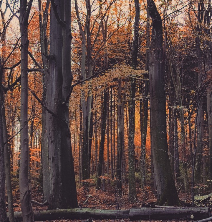 autumn in the woods