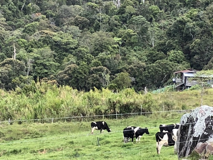 Dairy Farm Kundasang