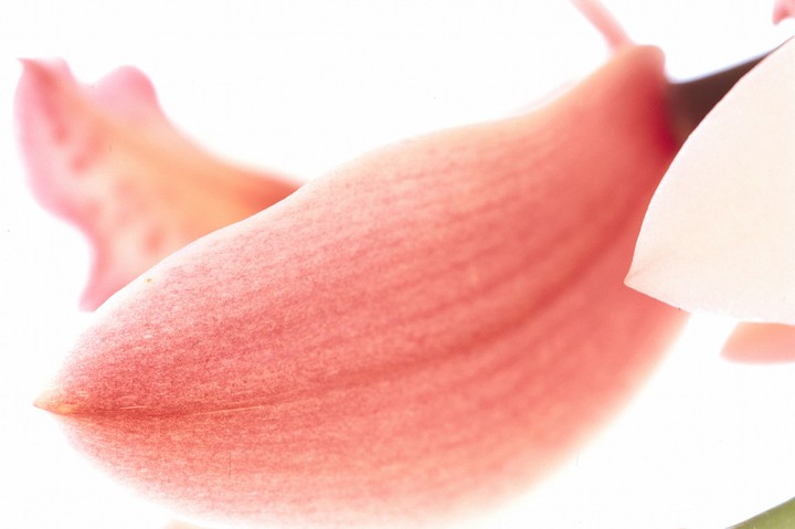 Beautiful Flowers