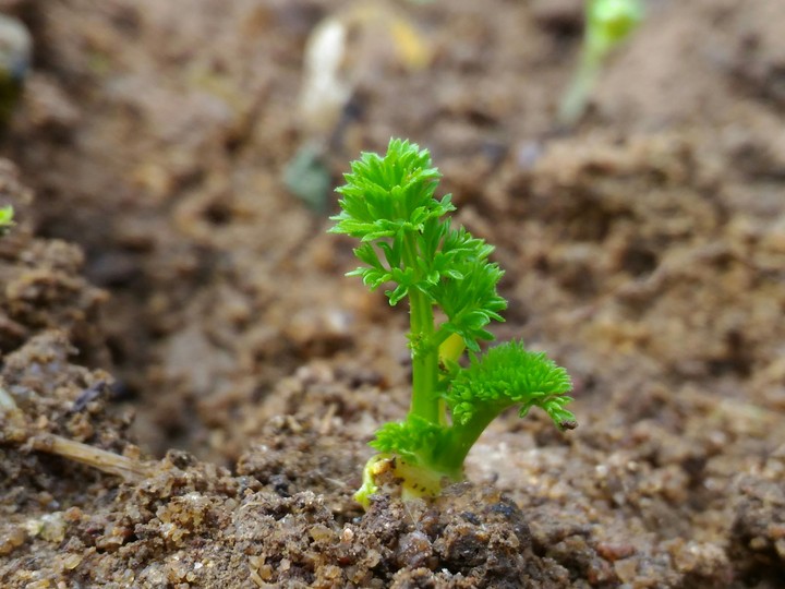 seedling