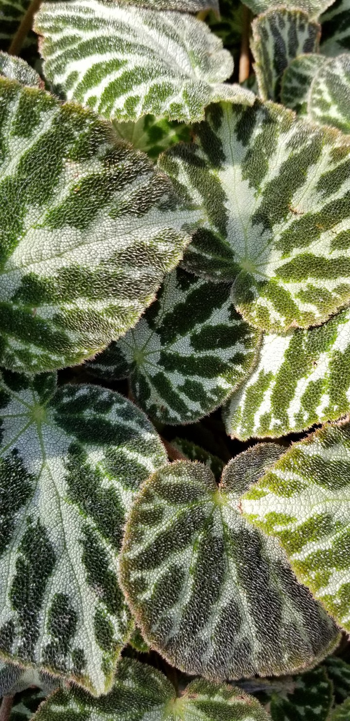botanical garde gems