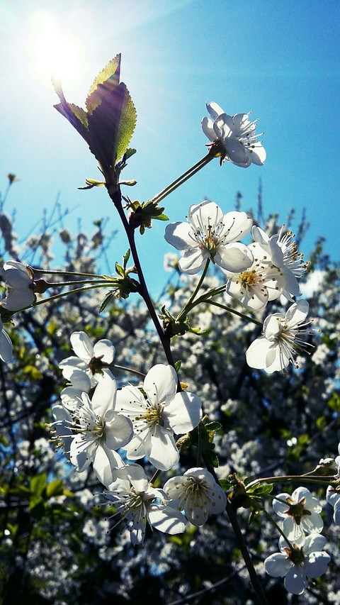Armenian Spring