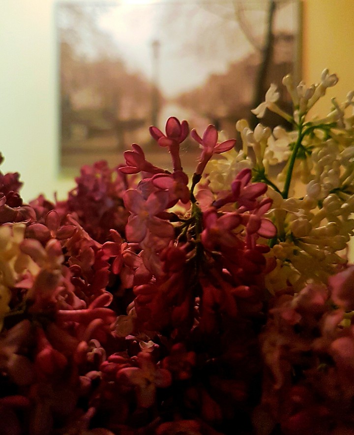 Lilacs