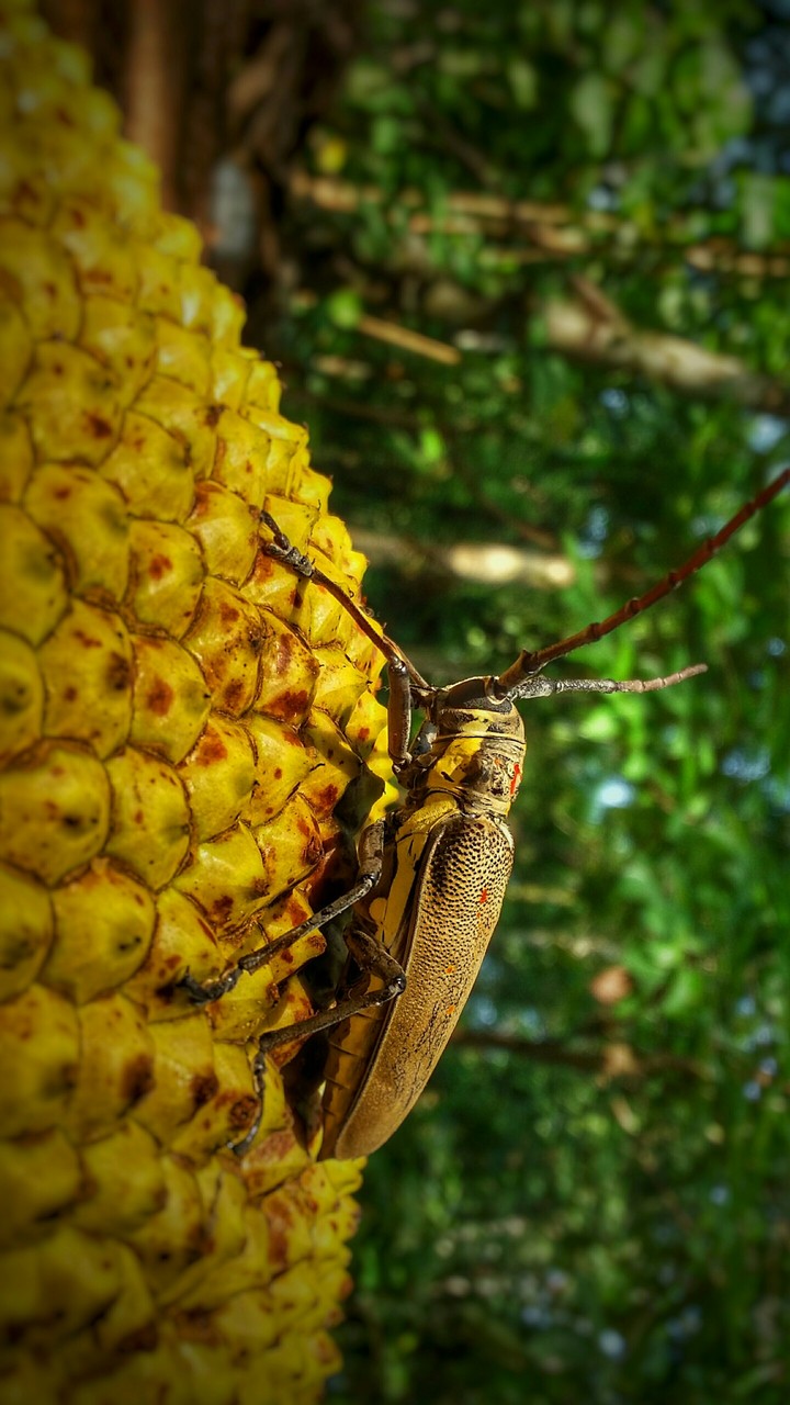 Mobile click 
Samsung E7